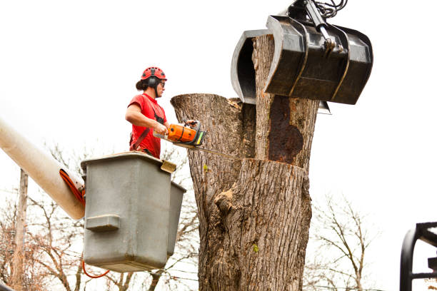 Best Tree and Shrub Care  in Matawan, NJ